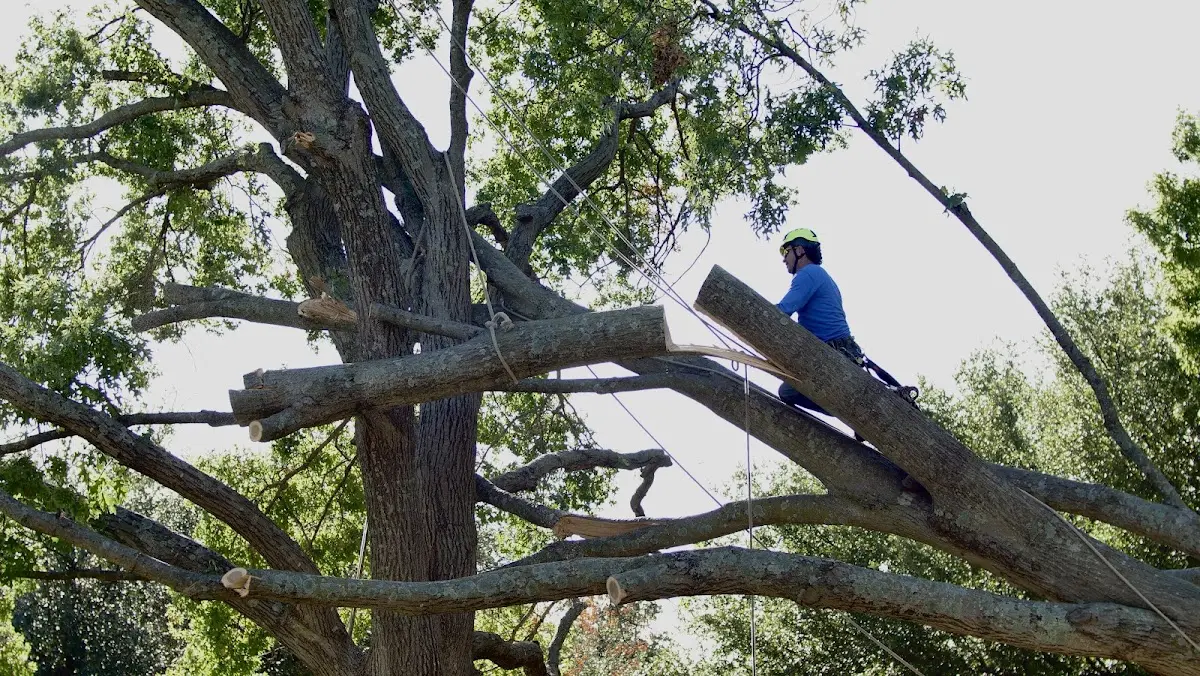Professional Crown Thinning performed by certified arborists in Rye Beach